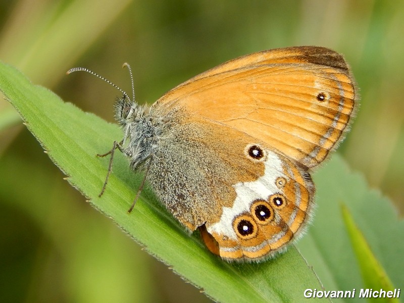 Parco del ticino : incontri del 23/8/14